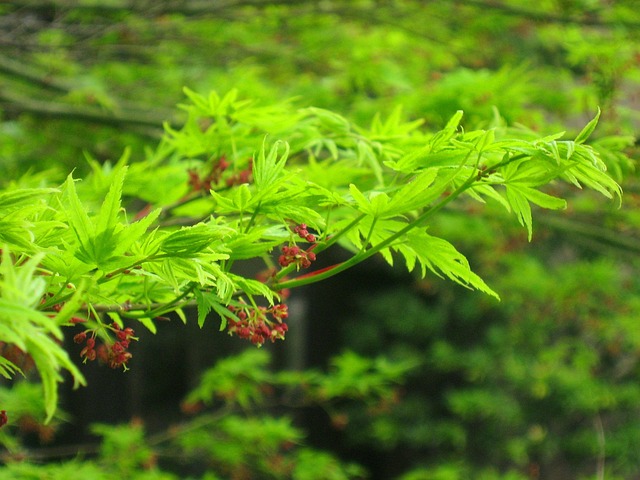 green leaf branch hotel garden urban tokyo takanawa spring nature march japan