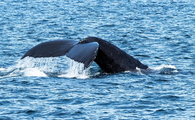 What the evidence does NOT establish — Vancouver Island award trip cost 2026