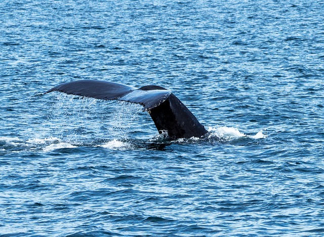 Options compared — Vancouver Island award trip cost 2026