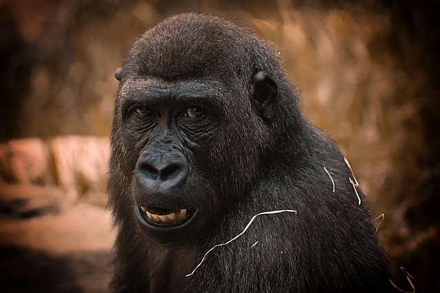 gorilla monkey primate nature animal zoo