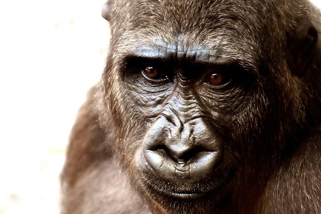 Permit-Only Comparison — Volcanoes Gorilla Permit Booking