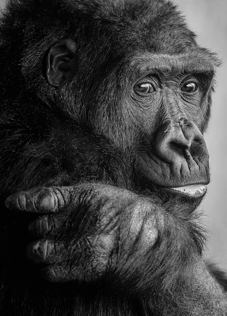 Counter-Evidence — Volcanoes Gorilla Permit Booking