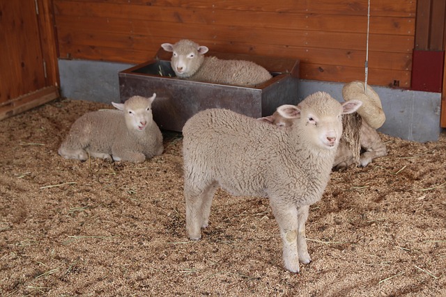 yang lamb nature we farm livestock animal