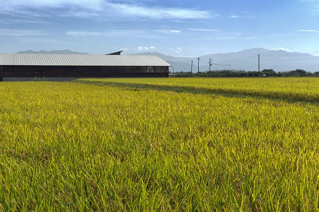 Decision Framework — Yamagata Hanagasa Festival Timing