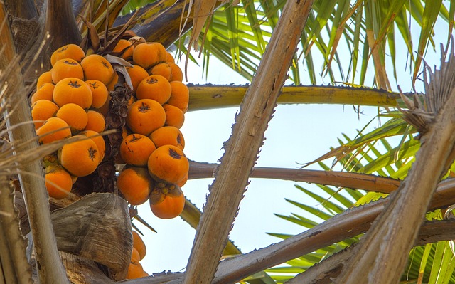 africa, nigeria, fruits, palm tree, nigeria, nigeria, nigeria, nigeria, nigeria