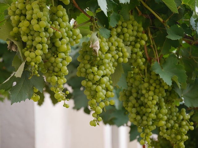 vineyard, wine, grapes, wine growing, green grapes, fruit, salta wine, wine from salta, drink, nature, healthy, green, bio