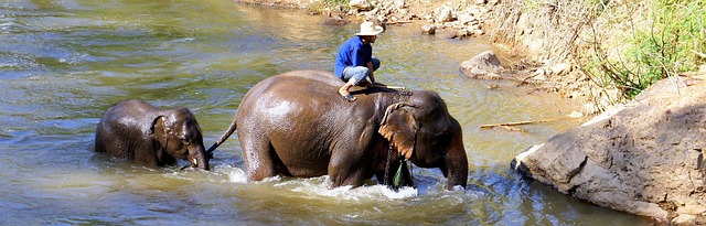elephant, safari, trekking, chiang mai, thailand, chiang mai, chiang mai, chiang mai, chiang mai, chiang mai