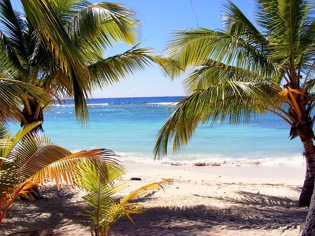 beach, nature, palm tree, dominica, exotic