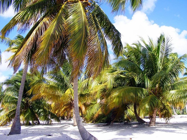 palm, beach, nature, dominica