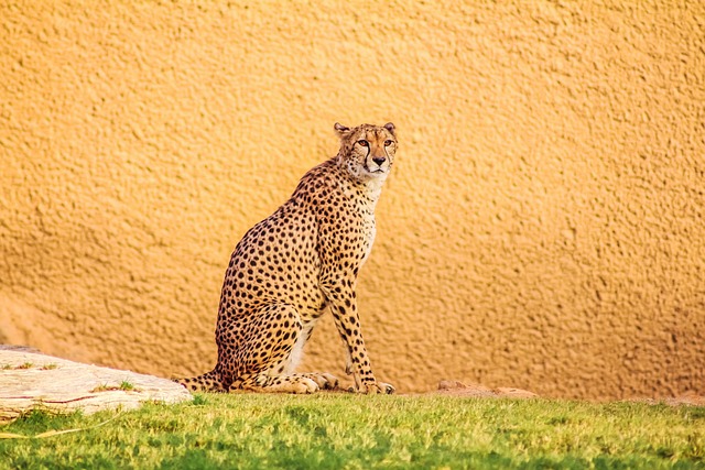 nature, cat, animal, mammal, wildlife, leopard, pet, cute, design, wild, forest, zoo, big cat, dangerous, hunter, safari, national park, riyadh, saudia, arab, orange nature, orange cat, orange forest, orange animals, orange design, orange park, orange natural