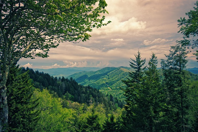 forest, outlook, landscape, nature, trees, mood, heaven, panorama, distant vision, idyllic, mountains, clouds, green, hill, leaves, mountain landscape, scenic, national park, great smoky mountain, usa