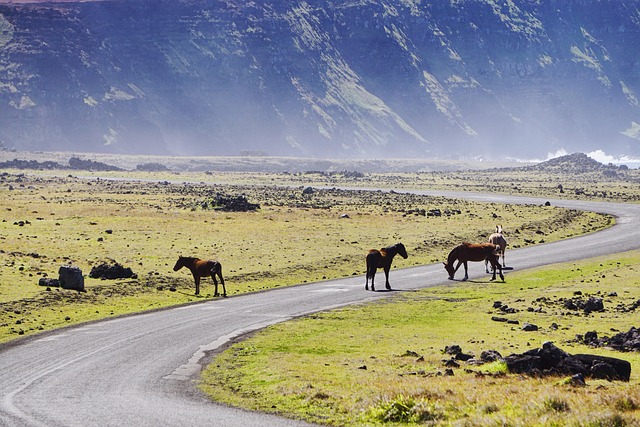 horses, animals, pasture, easter island, chile, road, nature, landscape, horses, easter island, easter island, chile, chile, chile, chile, chile