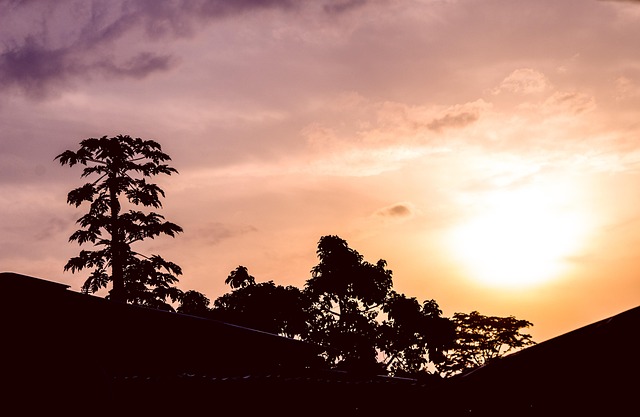 libreville, sunrise, papaya, tree, sun, house, gabon, libreville, libreville, gabon, gabon, gabon, gabon, gabon