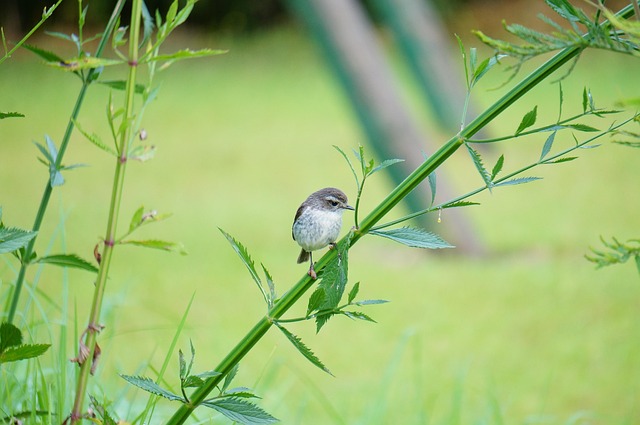 bird, tililit, zoiso blanc, makes, nature, reunion island, green island