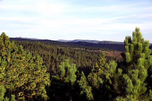 black hills, south dakota, nature, usa, landscape, forest, hills