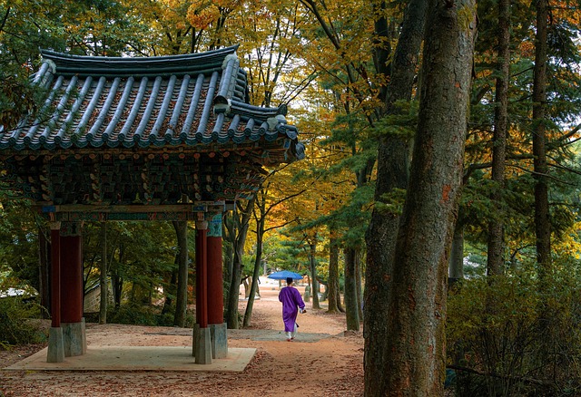 korean folk village, forest, trees, stroll, fall, nature, autumn, garden, park, culture, village, traditional, history, tourism, hanok, minsok village, minsokchon, namsan, seoul, south korea, korea, asia