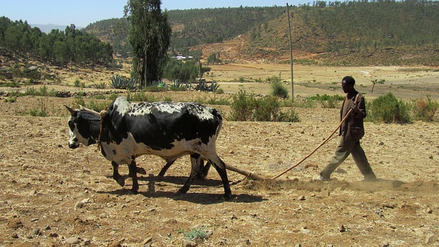 farmer, ethiopia, plough, plow, beef, tillage, ethiopia, ethiopia, ethiopia, ethiopia, ethiopia, plough, plow