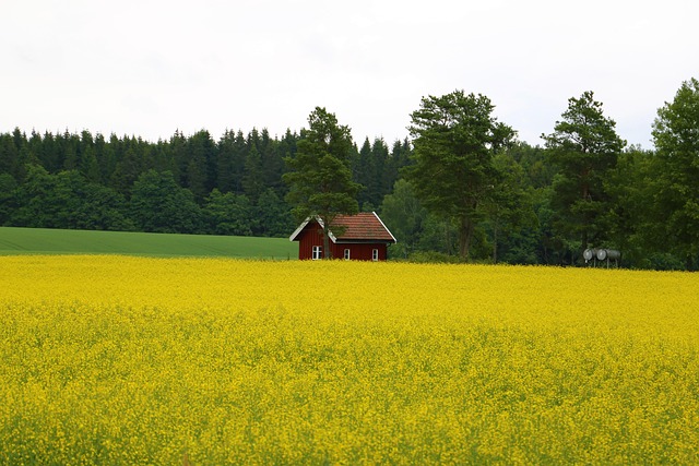 cabin, hut, field, trees, forest, summer, idyll, idyllic, rapeseed, agriculture, country, norwegian, norway, nature, landscape
