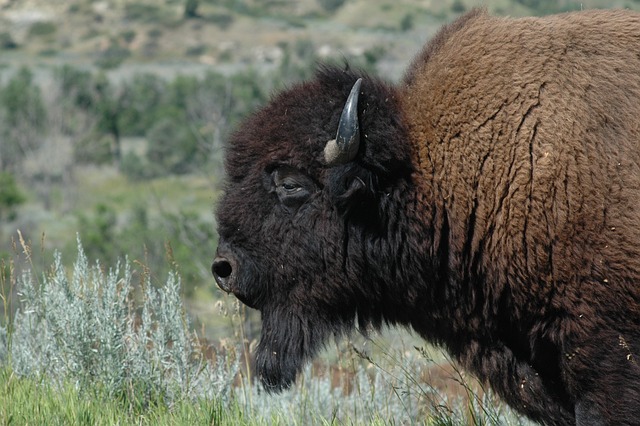 Why is flying into Denver (DEN) and driving to Medora often the budget winner