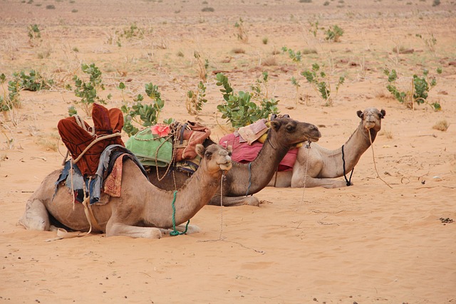 camels, mauritania, desert, sand, animals, nature, landscape, mauritania, mauritania, mauritania, mauritania, mauritania