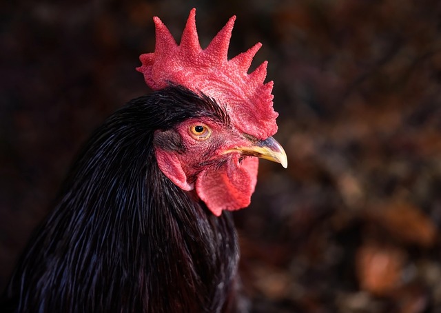rhode island red rooster, rooster, rhode island red, chicken, nature, state bird, bird, avian, domestic chicken, livestock, wattles, cockerel, comb, poultry