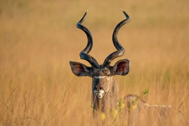 greater kudu, kudu, antelope, africa, wildlife, savanna, nature, wilderness, safari, african wildlife, national park, horns, animal portrait
